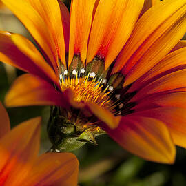 Orange Flower Print by Kelley King