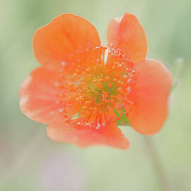 Orange Grecian Rose by Joann Copeland-Paul