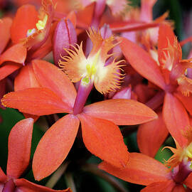 Orange Pink Epidendrum Orchid by Rona Black