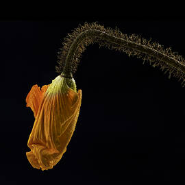 Orange Poppy Opening by Jean Noren