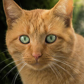 Orange Tabby Cat by Joann Copeland-Paul
