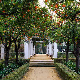 Oranges of Spain - Seville  by AM FineArtPrints