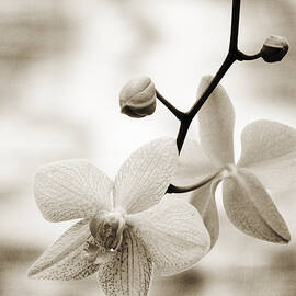 Orchid Flower by Allan Seiden - Printscapes