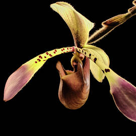 Orchid Portrait by Jean Noren