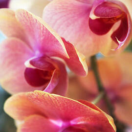 Orchid Trio by Jessica Jenney