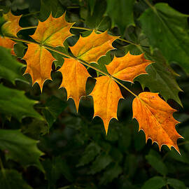 Oregon Grape Autumn by Mary Jo Allen