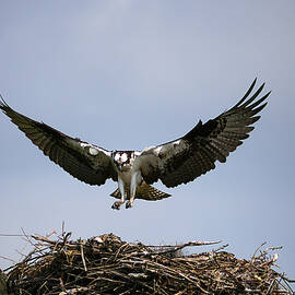 Osprey Coming Home by Richard Reeve