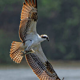 Osprey in flight by Beth Sargent