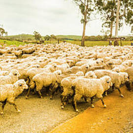 Outback road crossing by Jorgo Photography