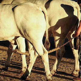 Oxen and Man and Shadow by Mary Lee Dereske