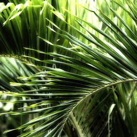 Palm Fronds by Georgia Clare