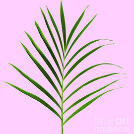 Palm leaf by Tony Cordoza