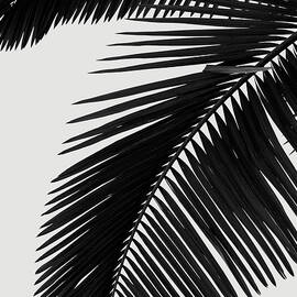 Palm Leaves BW by Rafael Farias