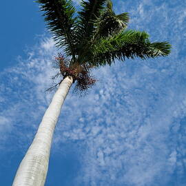 Palm tree against a cloudy sky in Havana by Sami Sarkis Photography