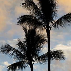 Palm Tree Sunset Hawaii by Dustin K Ryan