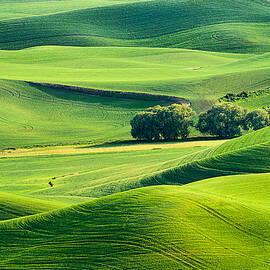 Palouse Trees and Hills by Mary Jo Allen