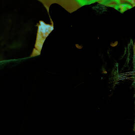 Panther by Flees Photos