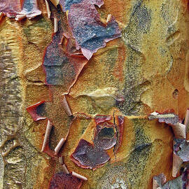 Paperbark Maple   by Jessica Jenney
