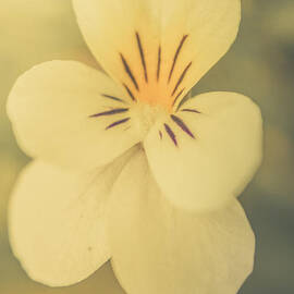 Pastel Pansy by Jorgo Photography