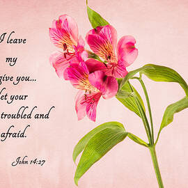 Peace by Mary Jo Allen