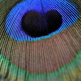 Peacock feather by Sami Sarkis Photography