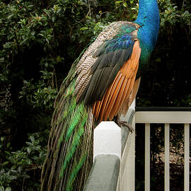 Peacock on a Fence by Jean Noren