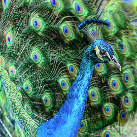 Peacock by Steven Sparks