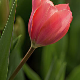 Peeking Tulip by Mary Jo Allen