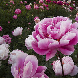 Peony Field by Mary Lee Dereske
