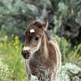 Perfect star on the forehead of a perfect Mustang foal. by Waterdancer