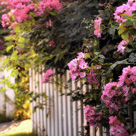 Picket Fence Floral by Jessica Jenney