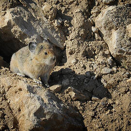 Pika, the Rabbit's Mountain Cousin by Mary Lee Dereske