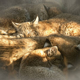 Pile of Sleeping Bobcats by Mary Lee Dereske