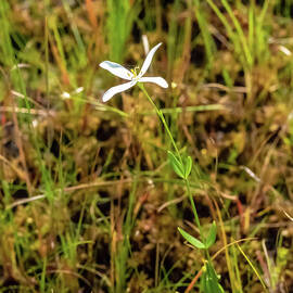 Pine Lands Endangered Plant by Louis Dallara