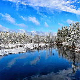 Pine Lands Winter Wonder Land by Louis Dallara