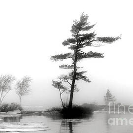 Pine Tree in Winter Fog by Olivier Le Queinec