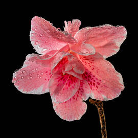 Pink Azalia Drops 2 by Mary Jo Allen