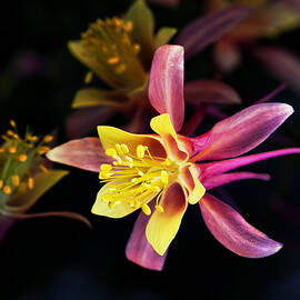 Pink Columbine by Kelley King