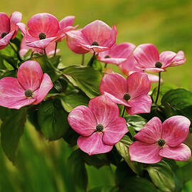 Pink Dogwood Branch by Mary Jo Allen