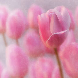 Pink Tulip Crowd by Mary Jo Allen