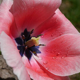 Pink Tulip by Richard Reeve