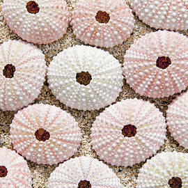 Pink Urchin Shells by Brandon Tabiolo