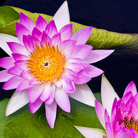Pink Water Lily by Louis Dallara