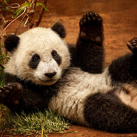 Playful Panda by Mary Jo Allen
