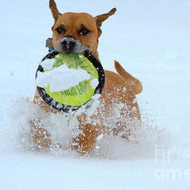 Playing Frisbee In The Snow by Adam Jewell
