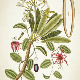 Plumeria Obtusa Botantical Print by Aged Pixel