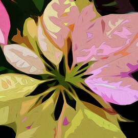 Poinsettia by Gina Harrison