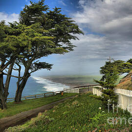 Point Reyes Windblown Cypress by Adam Jewell
