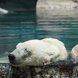 Polar Bear Bliss by Mary Lee Dereske