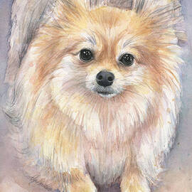 Pomeranian Watercolor by Olga Shvartsur